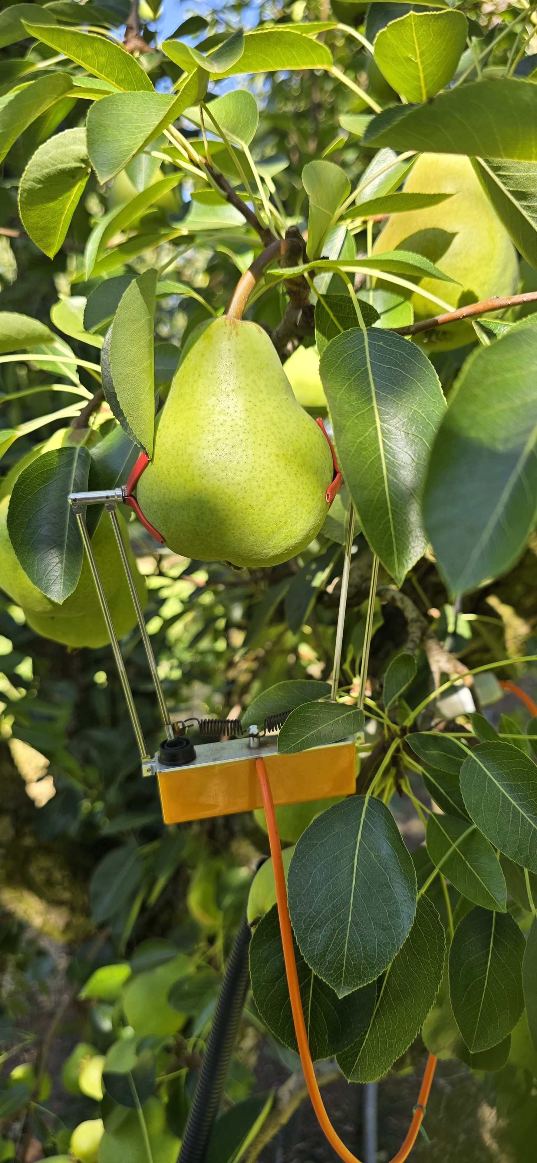 Horticulture Expert Solution